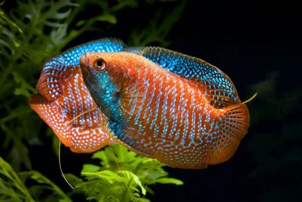 Hogyan tartsuk a törpe gourami - törpe gourami akváriumi halak - akváriumi halak