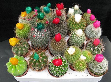 Cactus otthon mágikus tulajdonságai - magic, rúnák, tarot, varázslatok, feng shui, a spiritualitás (kaktusz) Cactus otthon mágikus tulajdonságai - magic, rúnák, tarot, varázslatok, feng shui, lelkiség