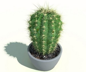 Cactus - egy virág mágia, a varázslat a siker