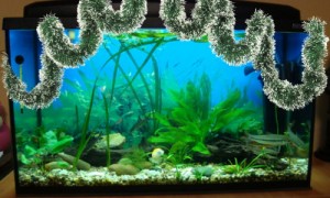 Cum să decorați acvariul cu propriile mâini frumoase și originale - pești mari de acvariu și nu numai