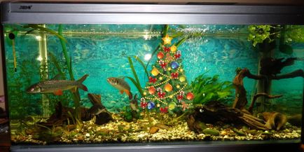Як прикрасити акваріум своїми руками красиво і оригінально - великі акваріумні рибки і не тільки