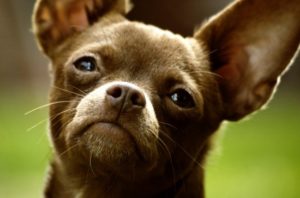 Hogyan törődik Chihuahua