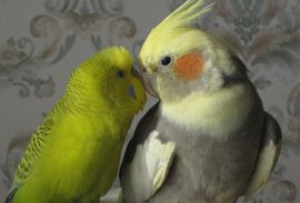 Hogyan állnak össze a részek cockatiel és más papagájok, cockatiels, háziállat