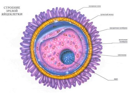 Cum arată oul și sperma