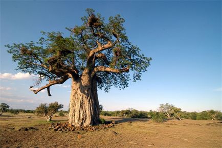 Cum să crești un baobab
