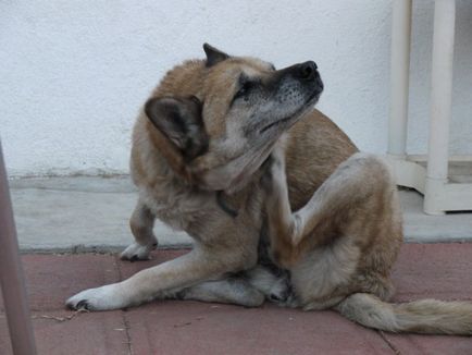 Як вивести бліх у собаки - як боротися з блохами у собак - лікування
