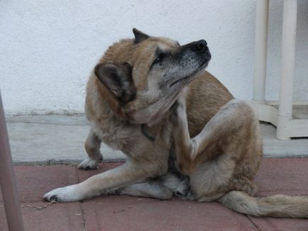Hogyan, hogy a bolhák a kutyák - hogyan kell kezelni a bolhák a kutyák - kezelés (bolhák) Hogyan, hogy a bolhák a kutyák - hogyan kell kezelni a bolhák a kutyák - kezelés