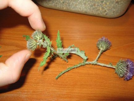 Як засушити рослини робимо об'ємний гербарій - ярмарок майстрів - ручна робота, handmade
