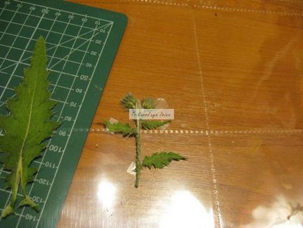 Як засушити рослини робимо об'ємний гербарій - ярмарок майстрів - ручна робота, handmade