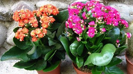 Îngrijirea de la Kalanchoe blossfeld acasă