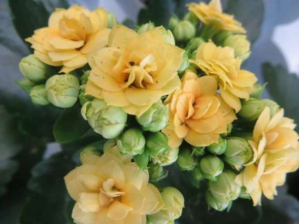 Îngrijirea de la Kalanchoe blossfeld acasă