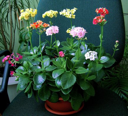 Îngrijirea de la Kalanchoe blossfeld acasă