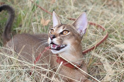 Caracet - o nouă rasă de pisici în cadrul uniunii interne de pisici icu - icu