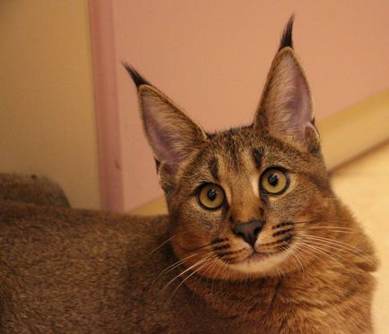 Caracet - o nouă rasă de pisici în cadrul uniunii interne de pisici icu - icu