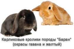 Карликовий висловухий кролик зміст, розміри, характеристика (фото і відео)