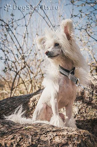 Chinez Crested Dog, Naked and Down (Puff) descrierea rasei, natura, prețul căței, foto