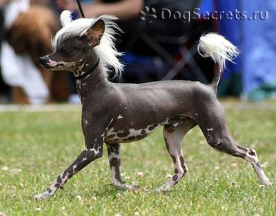 Chinez Crested Dog, Naked and Down (Puff) descrierea rasei, natura, prețul căței, foto