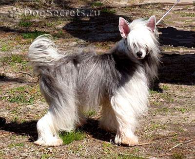 Chinez Crested Dog, Naked and Down (Puff) descrierea rasei, natura, prețul căței, foto