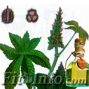 Kleshchevina obișnuită, proprietăți utile ale plantelor