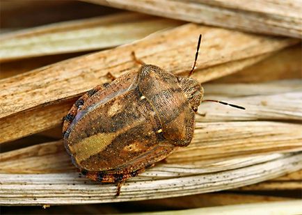 Bedbug-urile și fotografiile lor