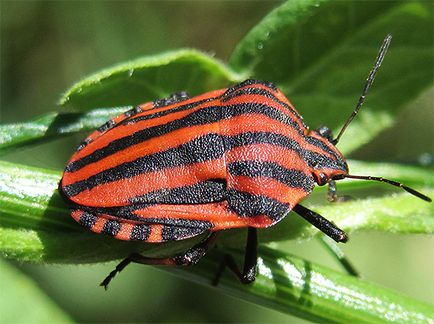 Bedbug-urile și fotografiile lor