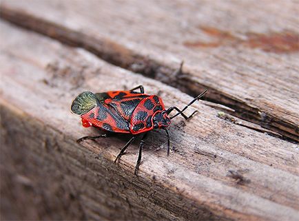 Bedbug-urile și fotografiile lor