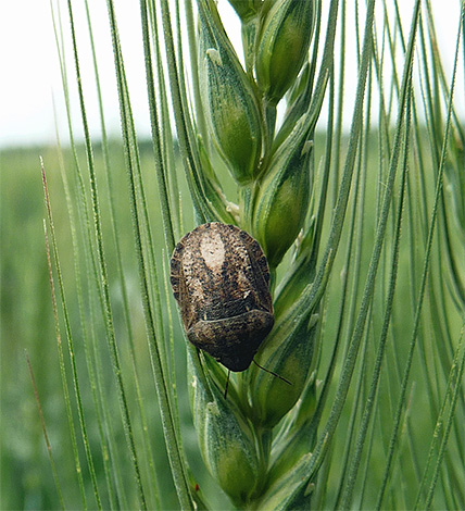 Bedbug-urile și fotografiile lor