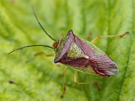 Bedbug-urile și fotografiile lor