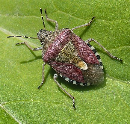 Bedbug-urile și fotografiile lor