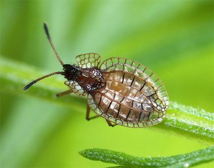 Bedbug-urile și fotografiile lor