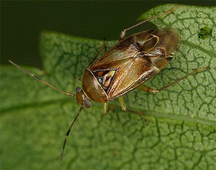 Bedbug-urile și fotografiile lor