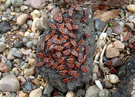 Bedbug-urile și fotografiile lor