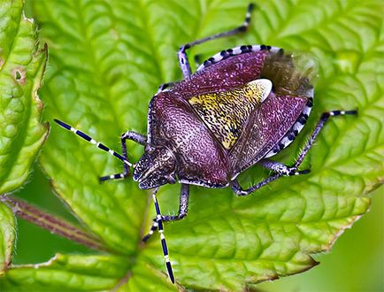 Bedbug-urile și fotografiile lor