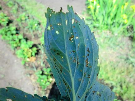 Bedbug-urile și fotografiile lor