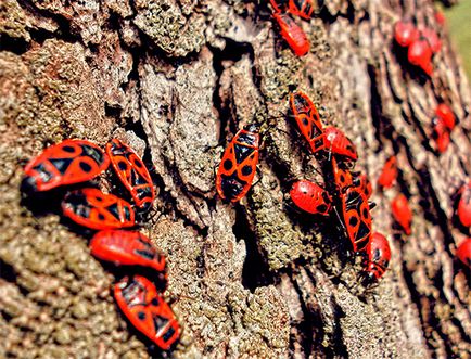 Bedbug-urile și fotografiile lor