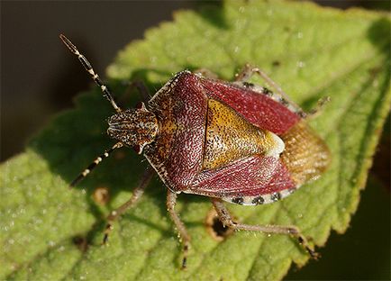 Bedbug-urile și fotografiile lor