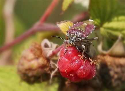 Bedbug-urile și fotografiile lor