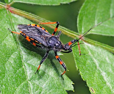 Bedbug-urile și fotografiile lor