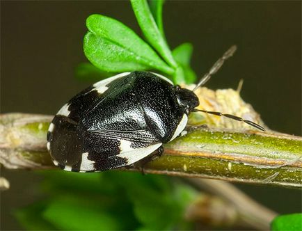 Bedbug-urile și fotografiile lor