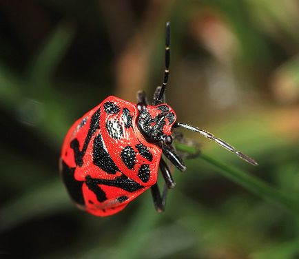 Bedbug-urile și fotografiile lor