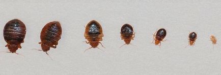 Bedbugs în apartament sunt motivele pentru aspectul și mijloace eficiente