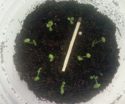 Tuber begonia din semințe - începutul, cabana de tanin