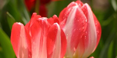 Amikor a növény Ural tulipánok szakértői válaszok