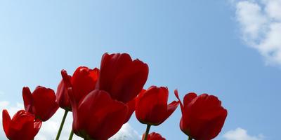 Amikor a növény Ural tulipánok szakértői válaszok
