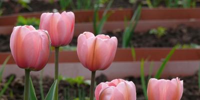 Amikor a növény Ural tulipánok szakértői válaszok