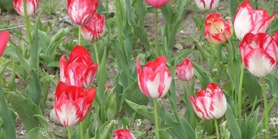 Amikor a növény Ural tulipánok szakértői válaszok