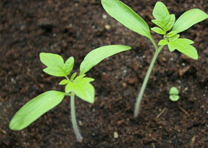 La plantarea puieților de tomate din Siberia