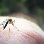 Cine de multe ori mușcă țânțarii, o discuție