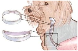 Colapsul traheei la câini, stentarea traheei