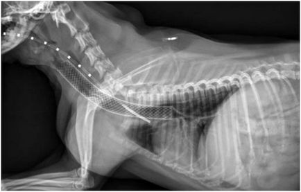 Колапс трахеї у собак, стентування трахеї